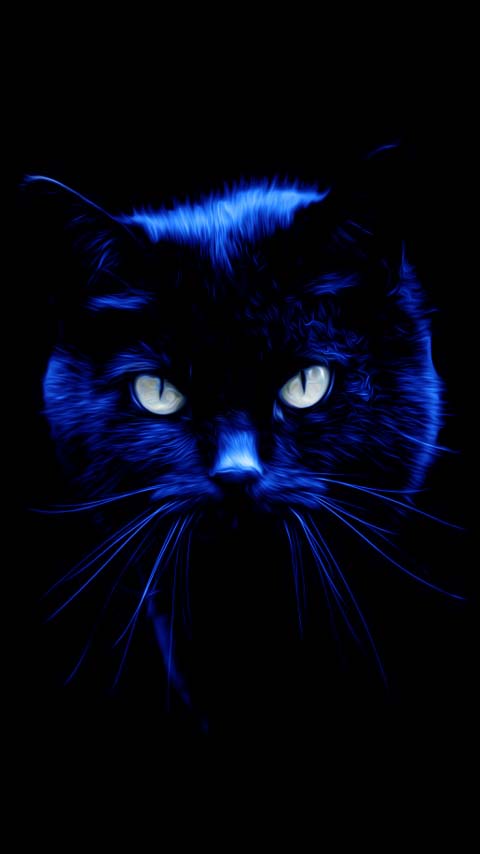 staring cat eyes dark blue black background wallpaper phone