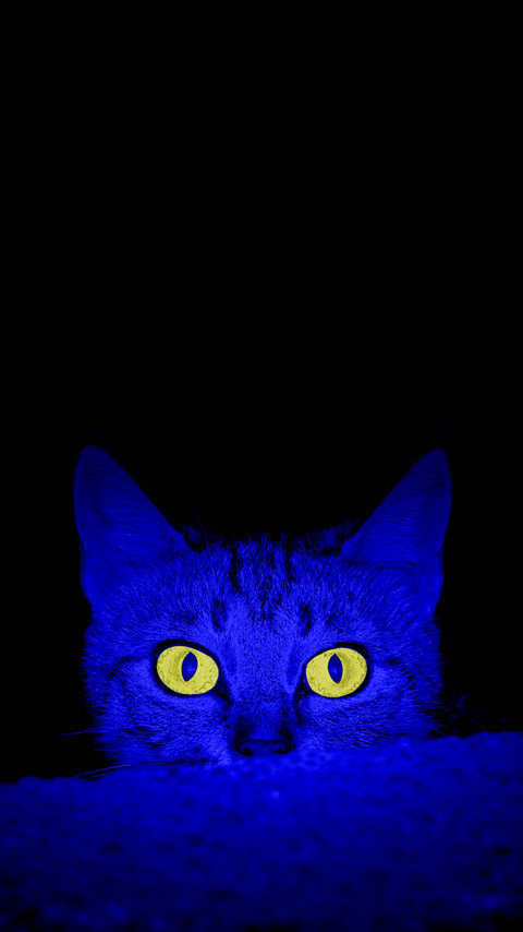 eerie staring cat eyes yellow dark blue black neon wallpaper background phone
