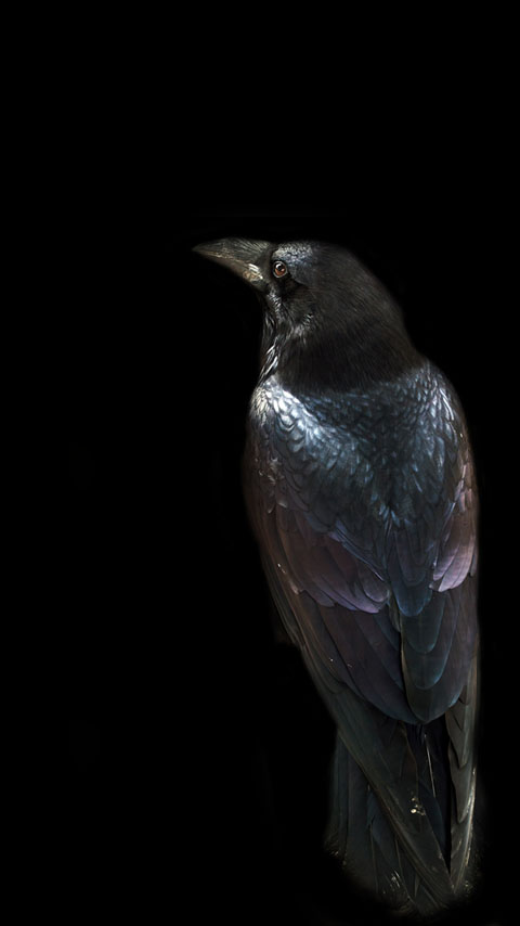 raven crow black dark bird background wallpaper phone