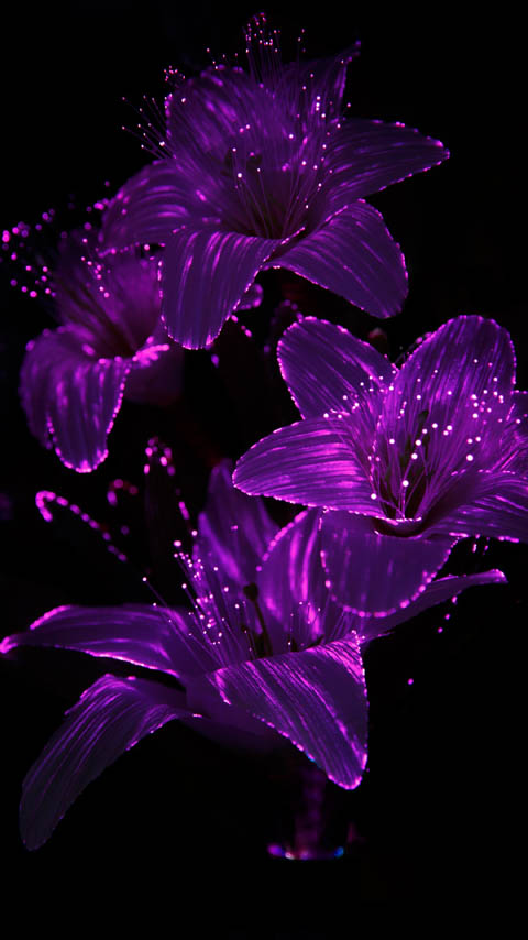 fiber optic lilies lily flowers purple dark black background wallpaper phone