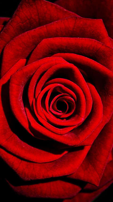 blood rose petals red dark black wallpaper background phone