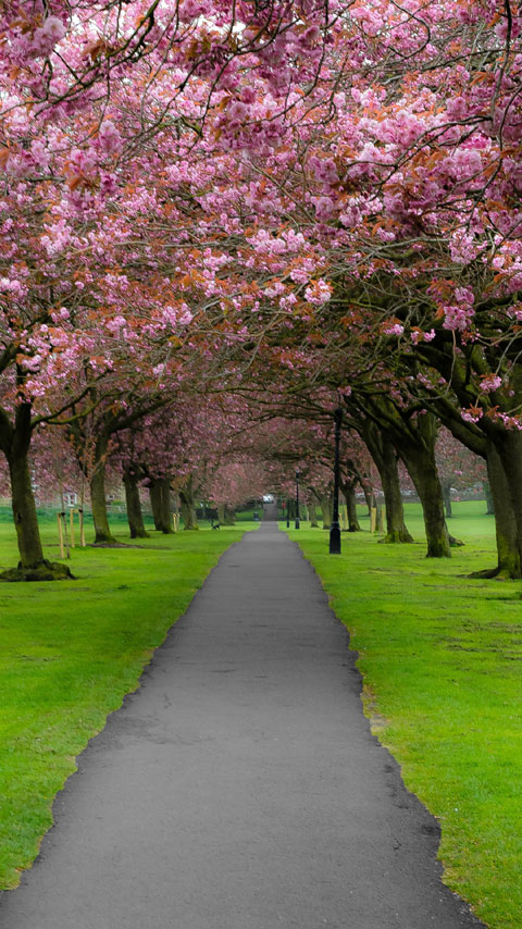 alley blooming trees pink green wallpaper background phone